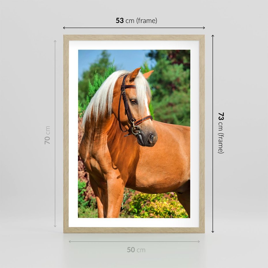Plakat w ramie 50x70 - Elegancki wierzchowiec - koń, portret - rama drewno
