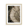Plakat w ramie 30x40 - Wnętrze Natury - pień, przecięty pień - rama drewno