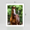 Plakat bez ramy 40x50 - Portret Szlachetnego Konia - koń, portret