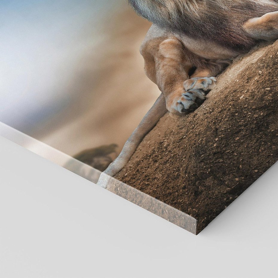 Obraz na płótnie 80x80 - Król sawanny - lew, kamień