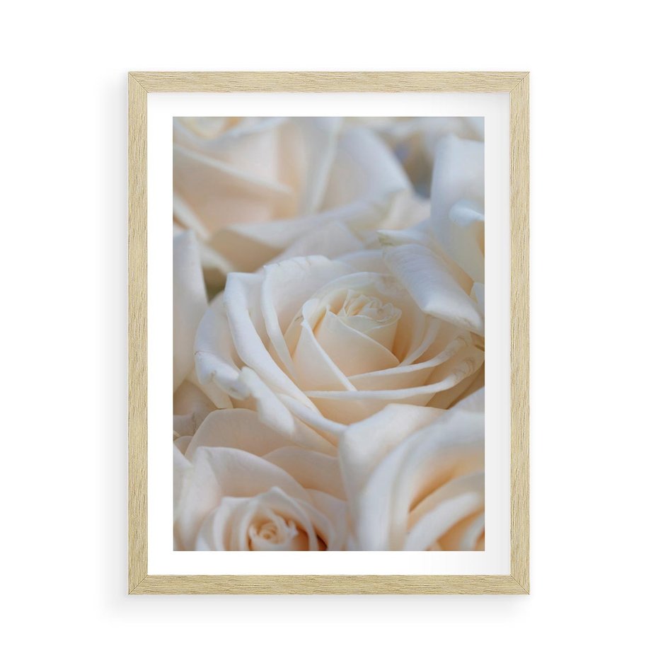 Plakat w ramie 50x70 - Białe róże piękności - białe, róże - rama drewno
