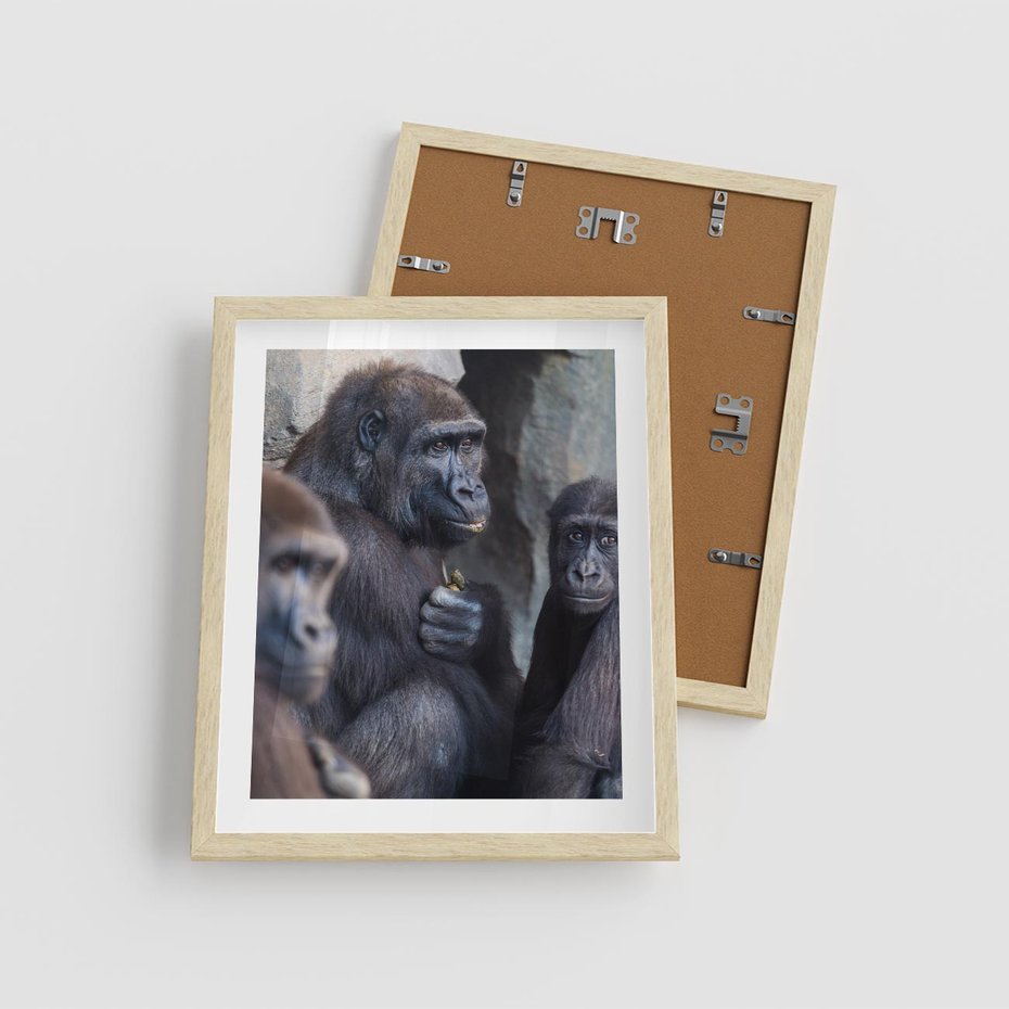 Plakat w ramie 40x50 - Małpy w ich naturalnym środowisku - małpy, szympansy - rama drewno