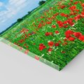 Obraz na płótnie 30x30 - Kolorowa łąka pełna maku - łąka, maki