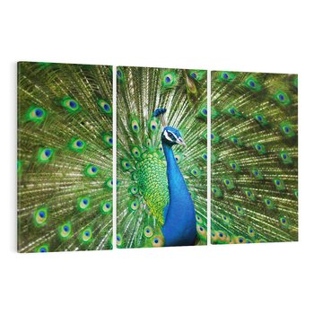 Obraz na płótnie 120x80 - Wspaniałość pawich piór - paw, pióra