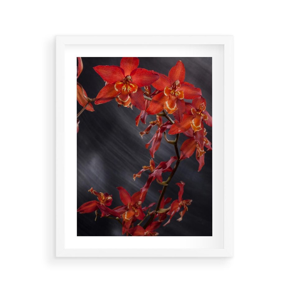Plakat w ramie 40x50 - Kolorowy Raj - kwiaty, tropikalne - rama biała