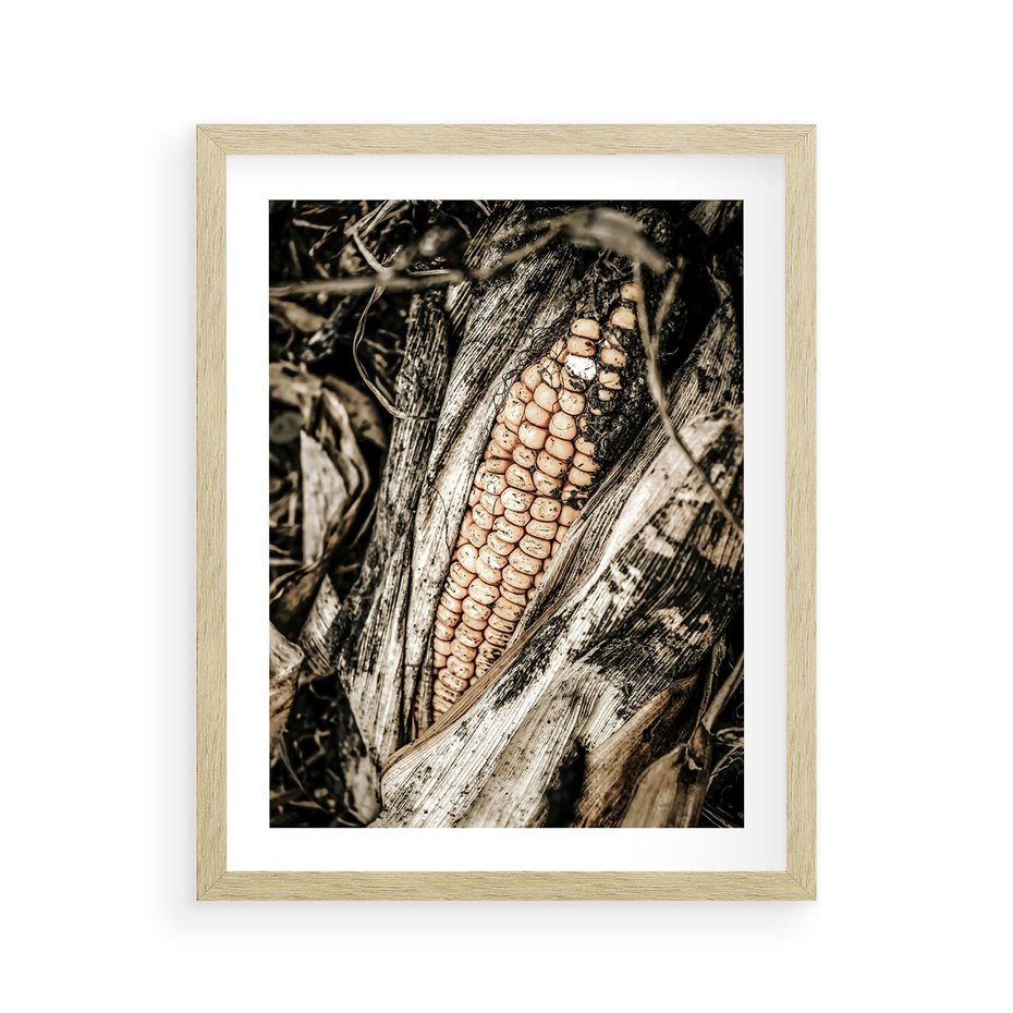 Plakat w ramie 40x50 - Kukurydza w Jesiennej Scenie - kukurydza, jesień - rama drewno