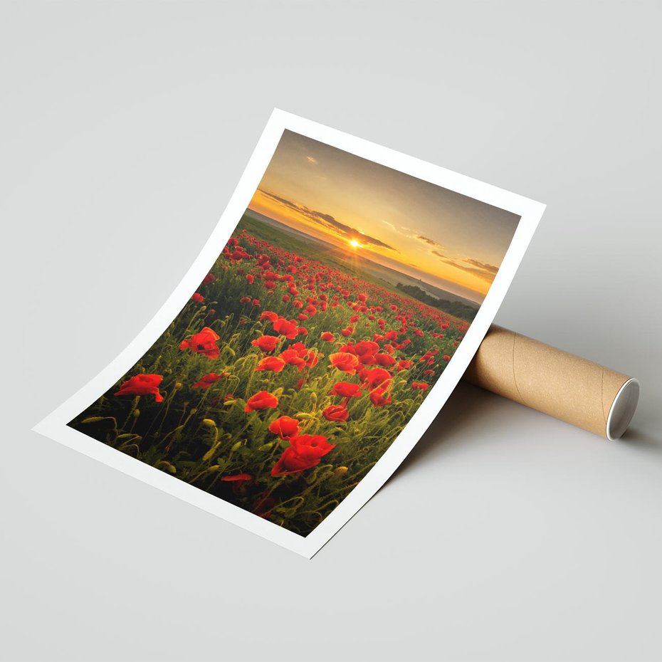 Plakat bez ramy 40x50 - Maki przy zachodzie słońca - maki, zachód