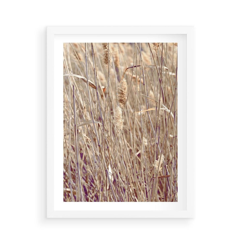 Plakat w ramie 50x70 - Suche Trawy w Wyjątkowym Stylu - suche trawy, boho styl - rama biała
