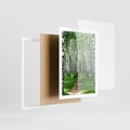 Plakat w ramie 50x70 - Bajkowy las pełen brzóz - las, brzozy - rama biała