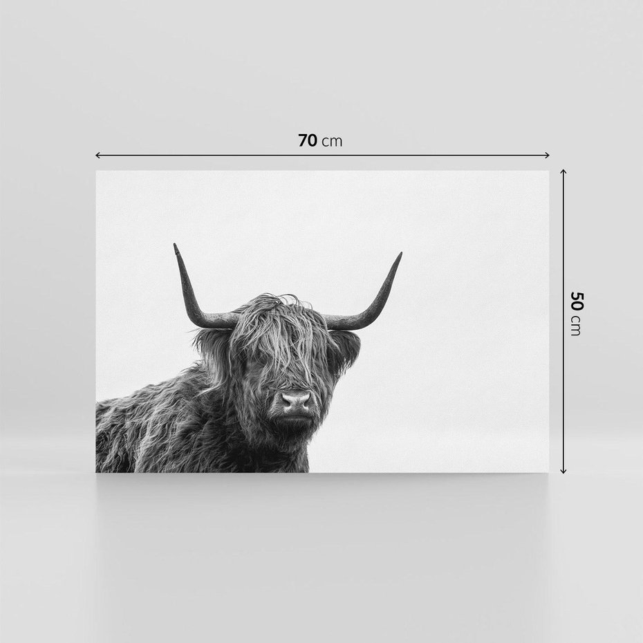 Obraz na płótnie 70x50 - Moc i Spokój - amerykańskie bydło, byk