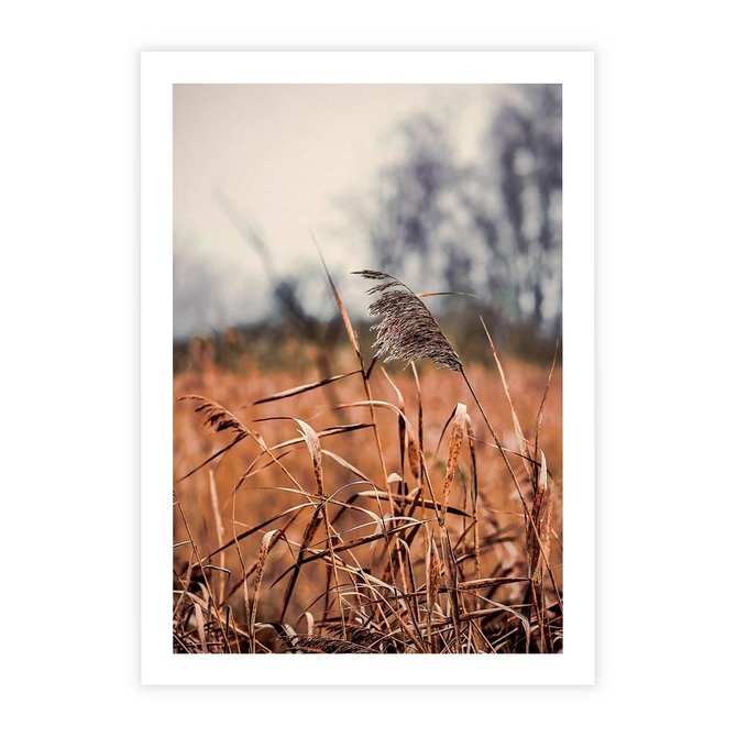 Plakat bez ramy 21x30 - Jesienna Melancholia - suche trawy, jesień