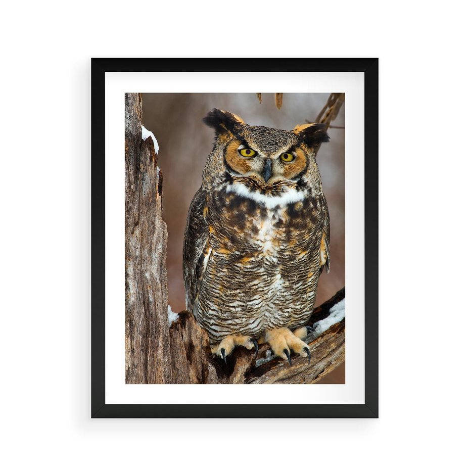 Plakat w ramie 40x50 - Tajemniczy Stróż - sowa, las - rama czarna