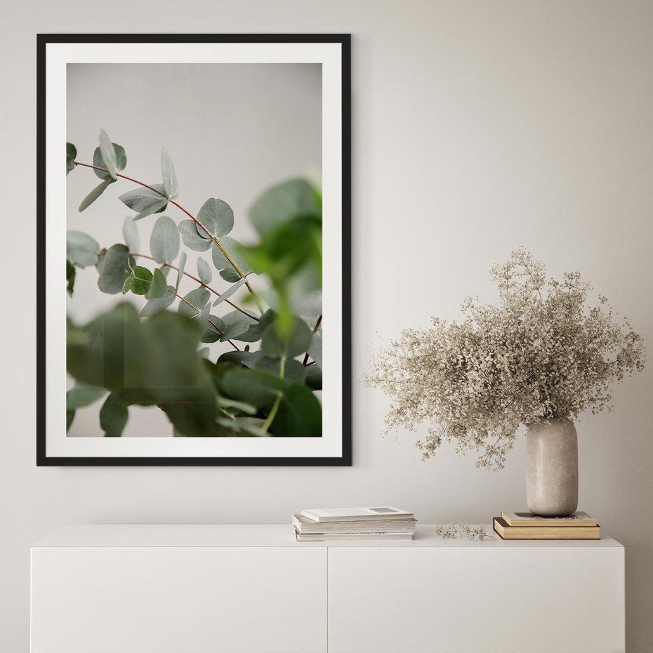 Plakat bez ramy 40x50 - Liście eukaliptusa w naturze - eukaliptus, liście