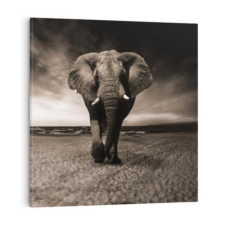Obraz na płótnie 70x70 - Słoń - Wielki Przyjaciel Morza - słoń, plaża