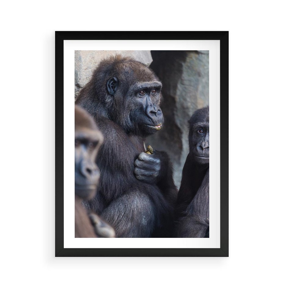 Plakat w ramie 50x70 - Małpy w ich naturalnym środowisku - małpy, szympansy - rama czarna