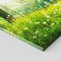 Obraz na płótnie 60x60 - Urok natury - magiczny las na płótnie - las, trawa