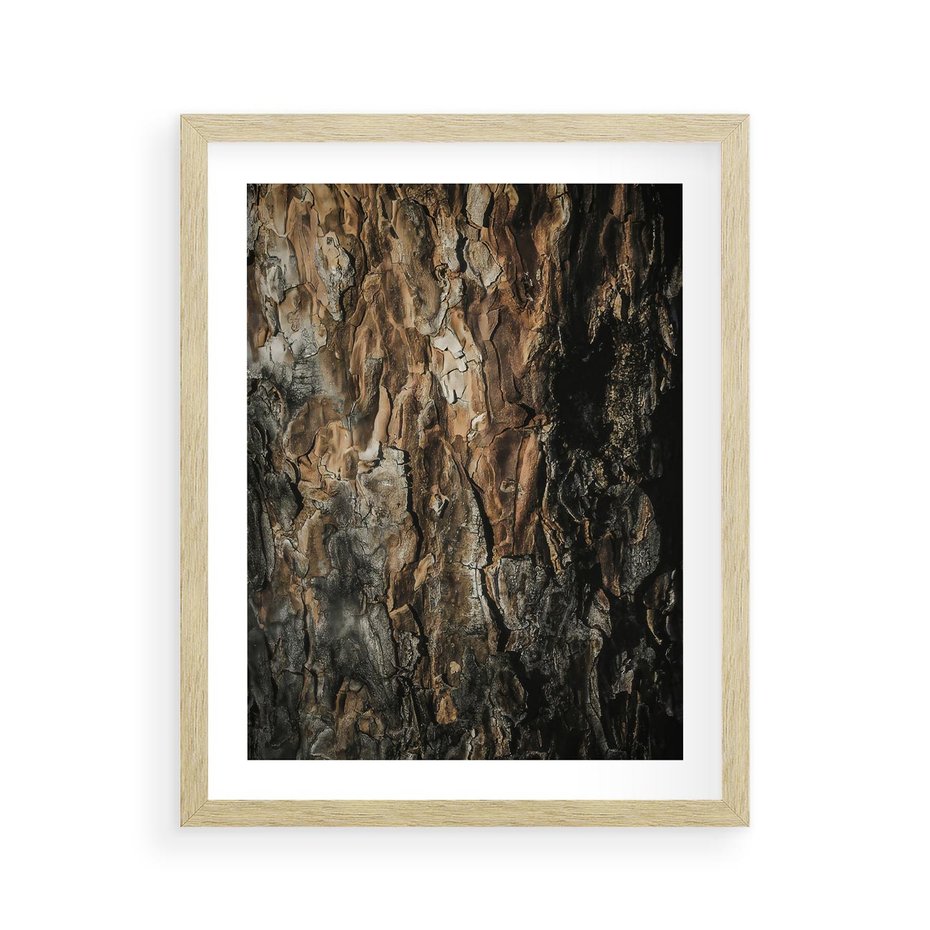 Plakat w ramie 40x50 - Tekstura Drewna: Zbliżenie - zbliżenie na pień drzewa, tekstura - rama drewno