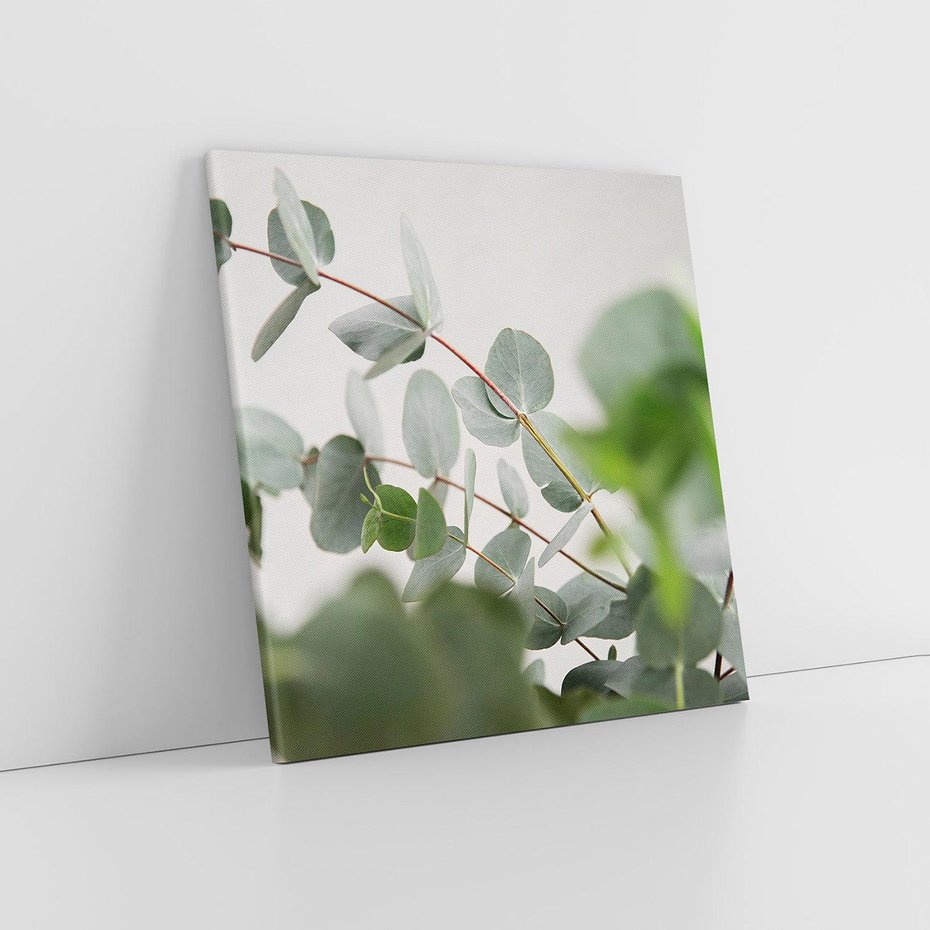 Obraz na płótnie 30x30 - Liście eukaliptusa w naturze - eukaliptus, liście