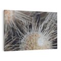 Obraz na płótnie 70x50 - Ulotna Piękność Natury - makro, dmuchawce
