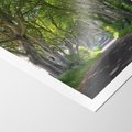 Plakat bez ramy 30x40 - Magiczny Las - drzewa, las