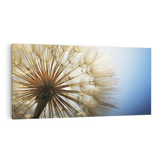Obraz na płótnie 100x50 - Delikatny dmuchawiec w pełnym rozkwicie - dmuchawiec, kwiat