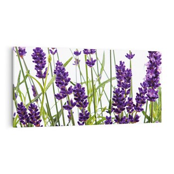 Obraz na płótnie 120x60 - Fioletowa harmonia lawendy - lawenda, fiolet