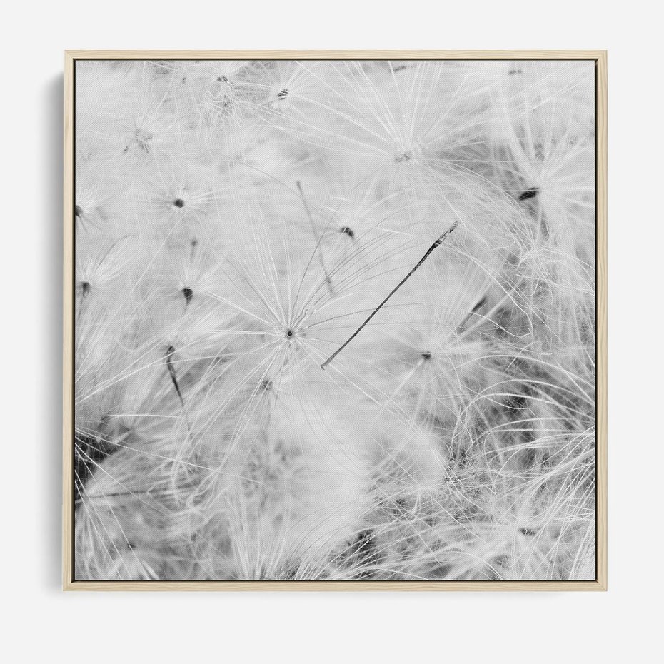 Obraz w ramie 50x50 - Zdmuchnięty Puch - dmuchawce, delikatne - rama drewno