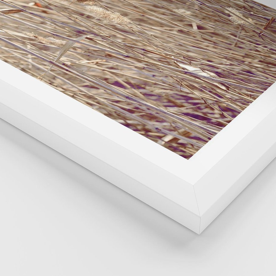 Plakat w ramie 30x40 - Suche Trawy w Wyjątkowym Stylu - suche trawy, boho styl - rama biała