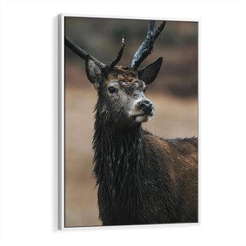 Obraz w ramie 80x120 - Spokojny jeleń - jeleń, las - rama biała