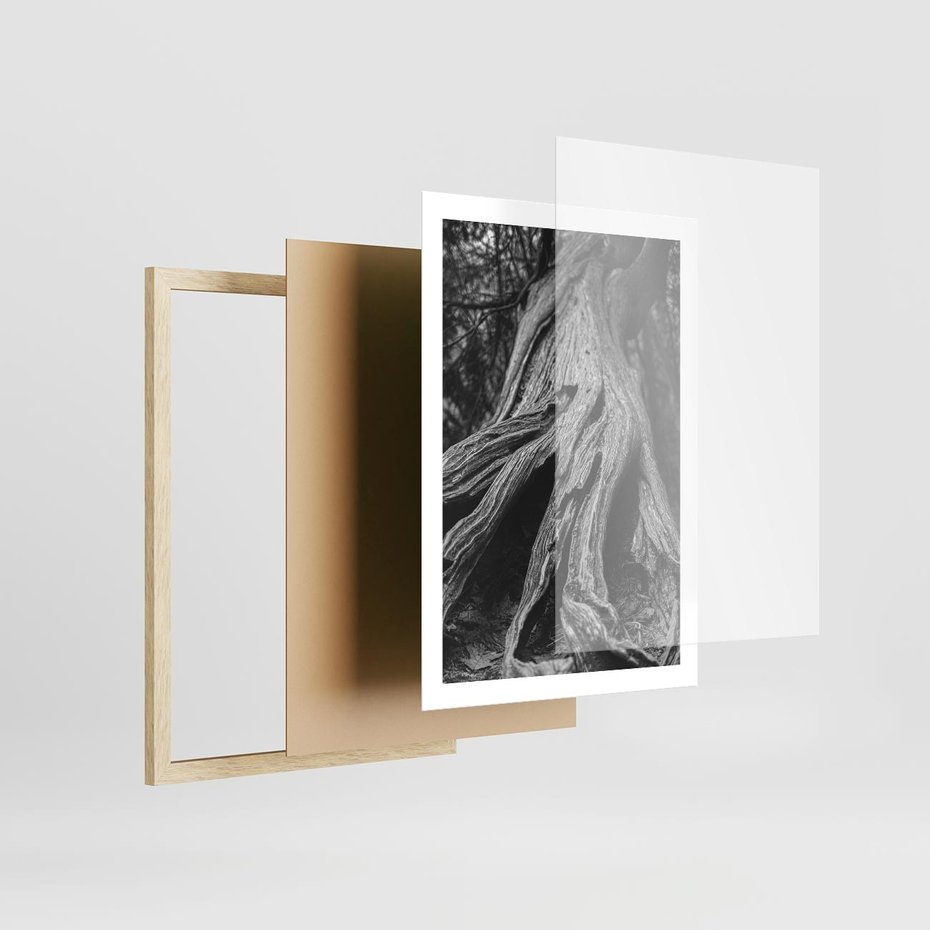 Plakat w ramie 50x70 - Siła Natury - czarno biała fotografia, korzenie wielkiego drzewa - rama drewno