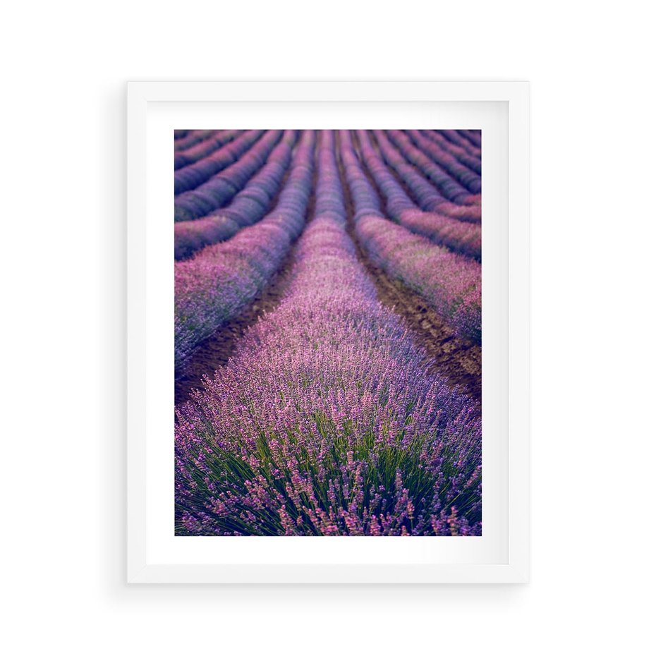 Plakat w ramie 40x50 - Pole Lawendy w Pełnej Krasie - pole lawendy, kompozycja - rama biała