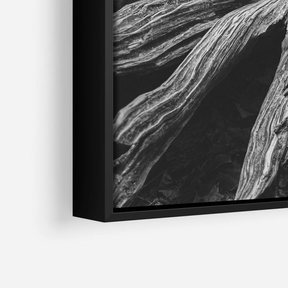 Obraz w ramie 50x50 - Siła Natury - czarno biała fotografia, korzenie wielkiego drzewa - rama czarna