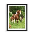 Plakat w ramie 50x70 - Galopujące konie - konie, galop - rama czarna