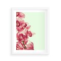 Plakat w ramie 40x50 - Orchidea - delikatne kwiaty - orchidea, kwiaty - rama biała