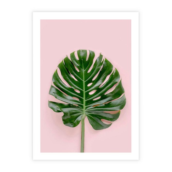 Plakat bez ramy 21x30 - Monstera w Różowym Świetle - liść monstery, różowe tło