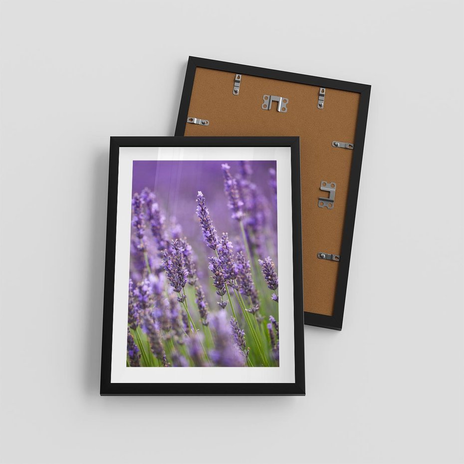 Plakat w ramie 30x40 - Urok lawendy - lawenda, kwiaty - rama czarna