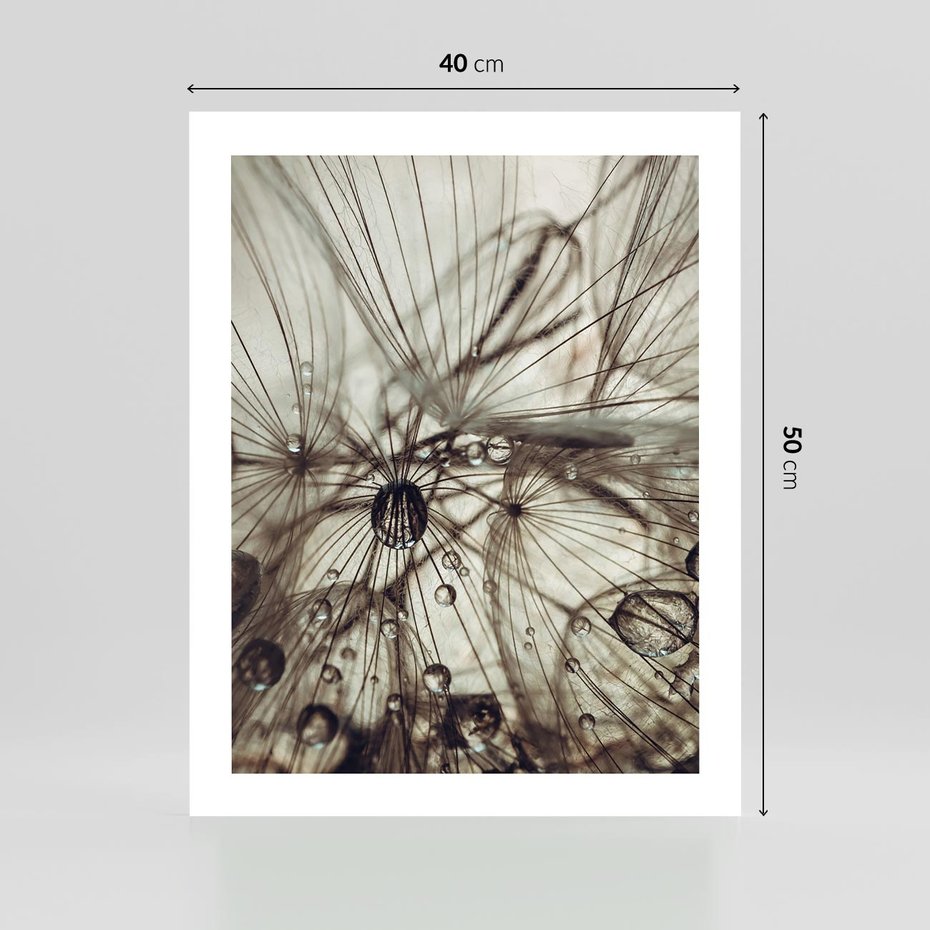 Plakat bez ramy 40x50 - Lekkie dmuchawce - dmuchawce, krople