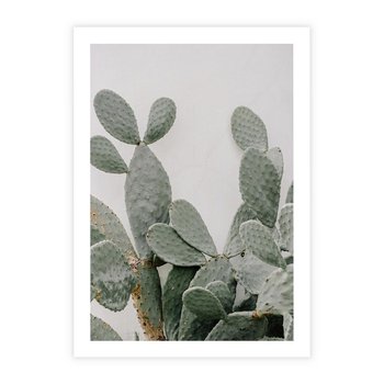 Plakat bez ramy 21x30 - Imponujący Kaktus - duży kaktus, opuncja