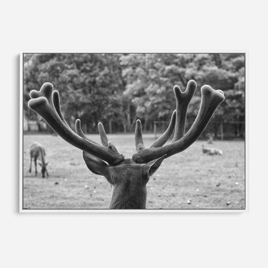 Obraz w ramie 120x80 - Przygubione motyle marzeń - fotografia czarno biała, młody jeleń w zagrodzie - rama biała