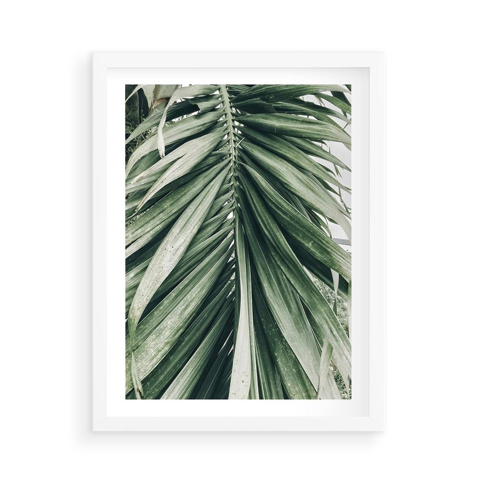 Plakat w ramie 50x70 - Spokojna Piękność Palmowych Liści - palma, liście palmy - rama biała