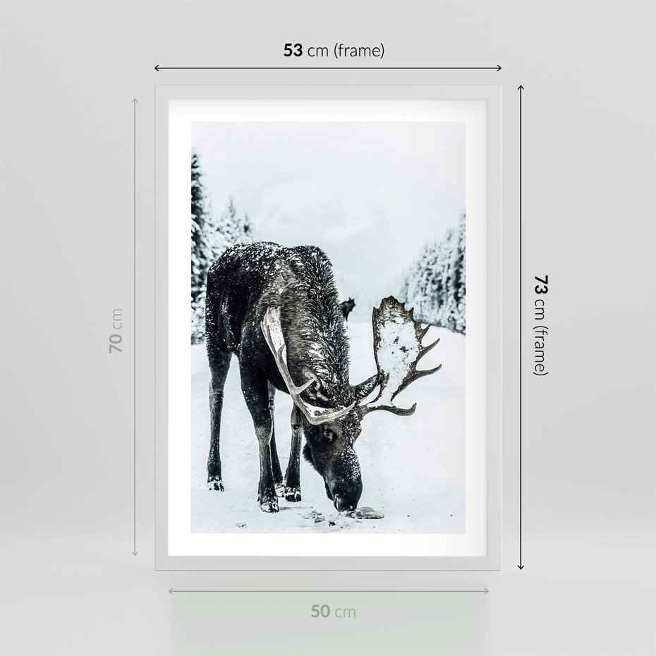 Plakat w ramie 50x70 - Zimowy Portret Łosia - łoś w zimowej scenerii - rama biała