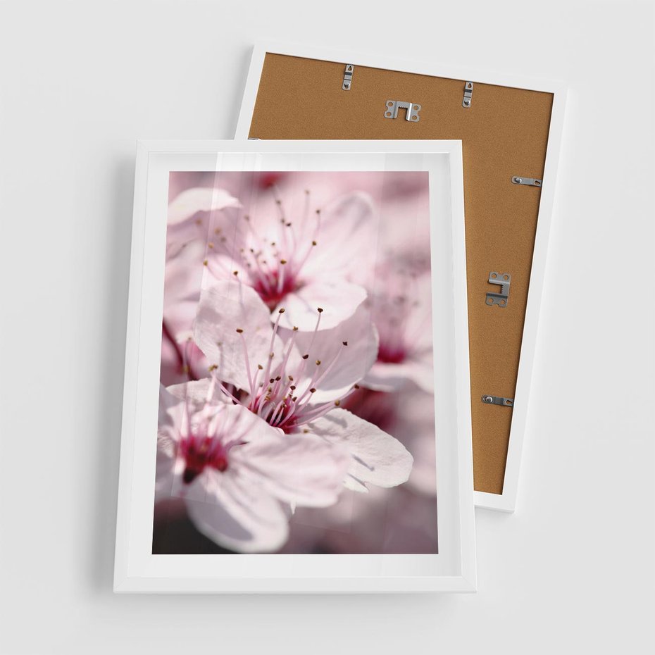Plakat w ramie 50x70 - Kwitnąca Wiśnia - kwiaty, kwitnąca - rama biała