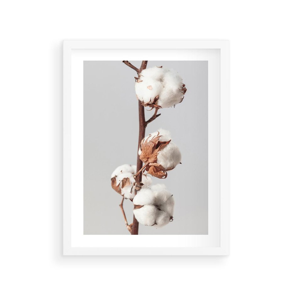 Plakat w ramie 30x40 - Spokojna Gałązka Bawełny - gałązka bawełny, prosta spokojna fotografia - rama biała