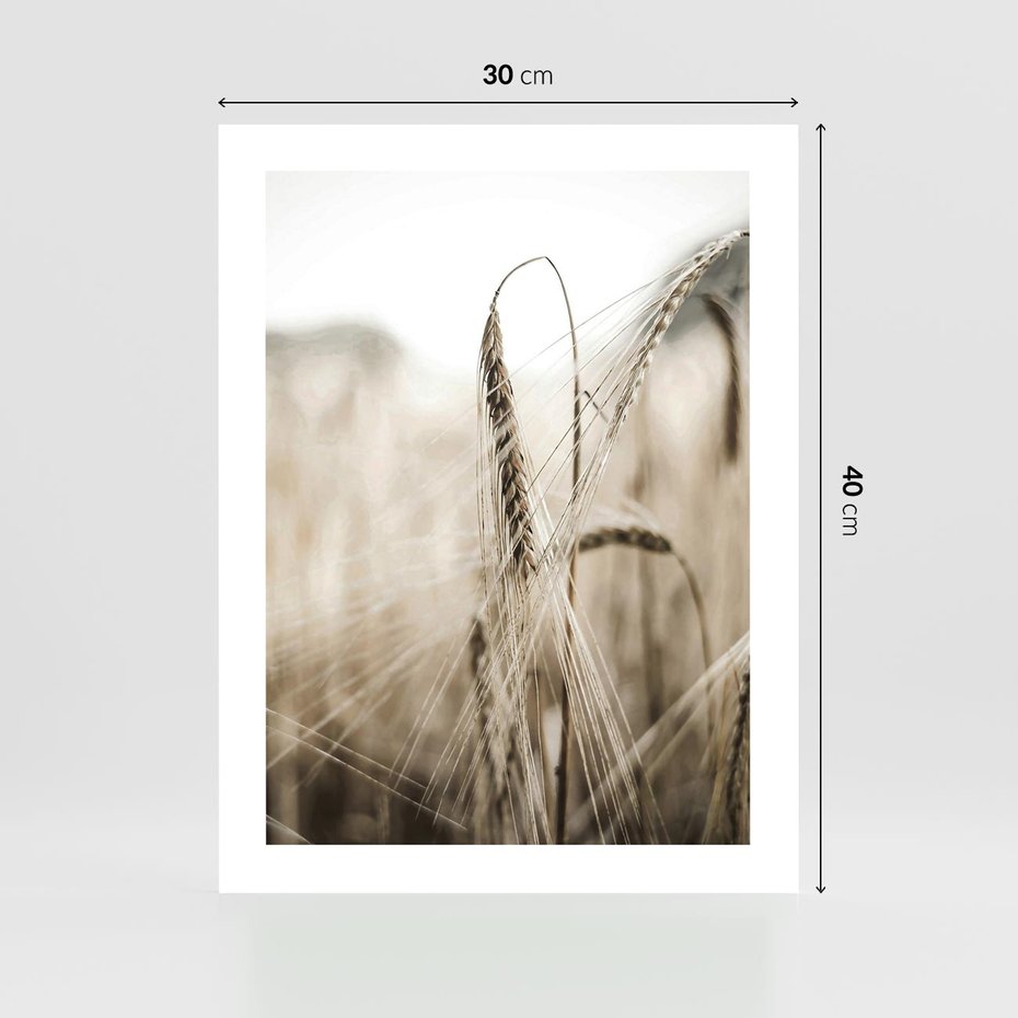 Plakat bez ramy 30x40 - Kłosy Pszenicy w Sepii - zboże, kłos pszenicy
