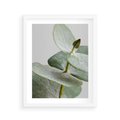 Plakat w ramie 40x50 - Eukaliptusowa zieleń - eukaliptus, zielone - rama biała