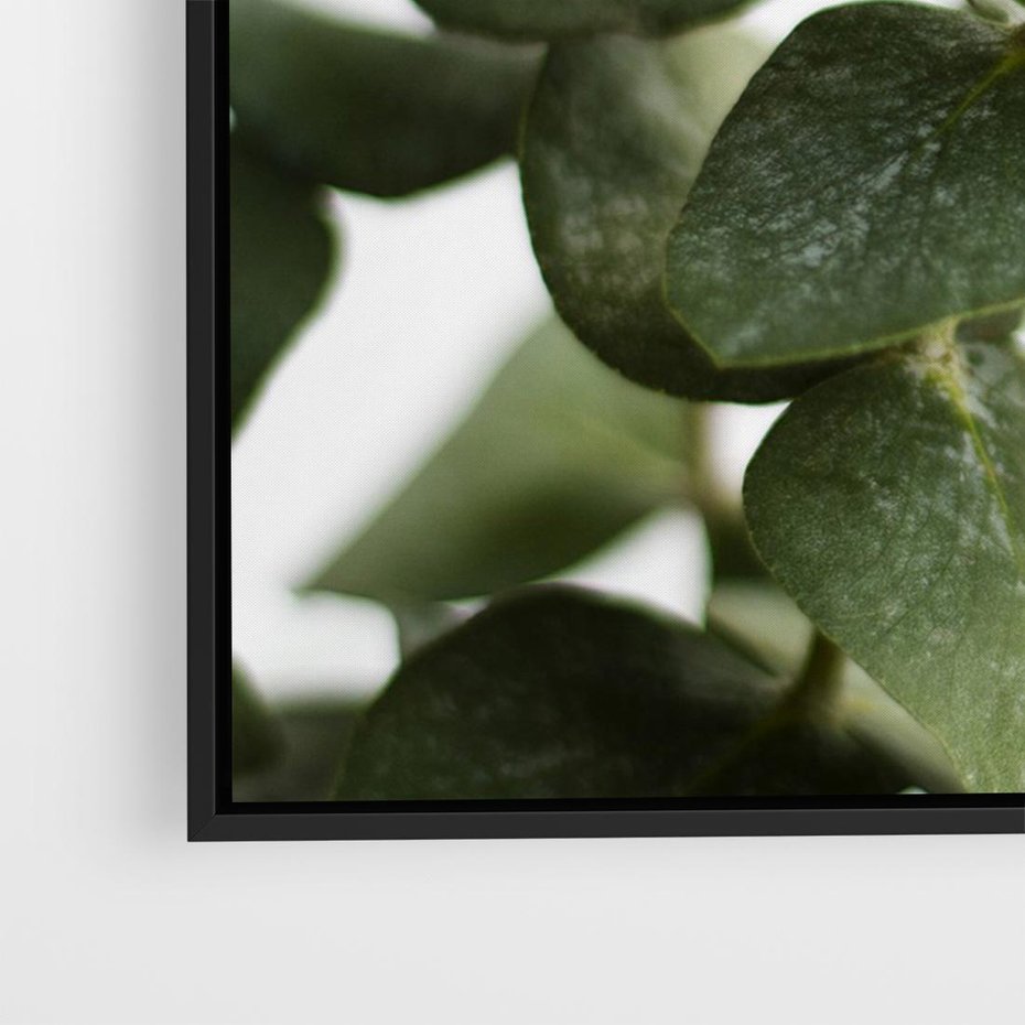 Obraz w ramie 100x70 - Zielone eukaliptusy - eukaliptus, liście - rama czarna