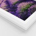 Plakat w ramie 30x40 - Malownicze Pole Lawendy - lawenda, pole - rama biała
