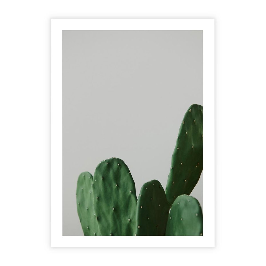 Plakat bez ramy 21x30 - Majestatyczne Wysokości - kaktusy, liście