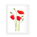 Plakat w ramie 50x70 - Pola maków w pełnym kolorze - maki, kwiaty - rama biała