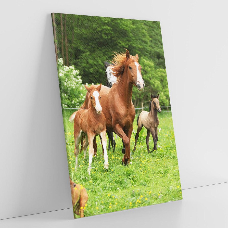 Obraz na płótnie 50x70 - Galopujące konie - konie, galop